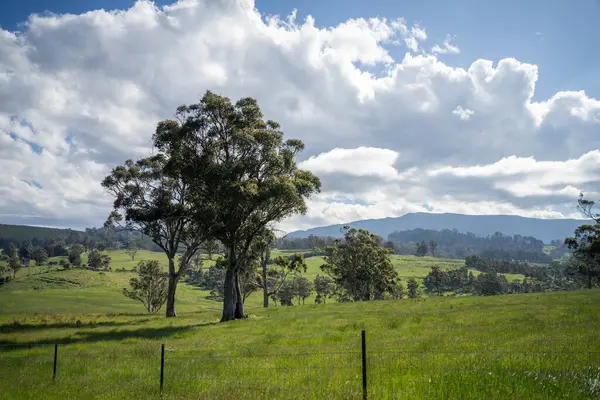Altın Avustralya Çiftliği, yemyeşil çimleri, tarlada inekleri, sakızlı manzarası var. Geniş Kırsal Araziler ve Avustralya 'da sürdürülebilir yenilenebilir tarım için ilkbaharda