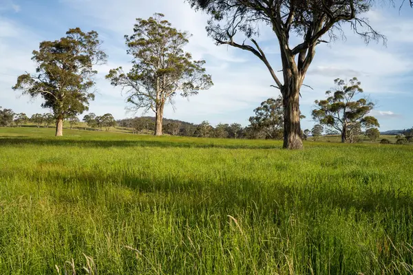 Altın Avustralya Çiftliği, yemyeşil çimleri, tarlada inekleri, sakızlı manzarası var. Geniş Kırsal Araziler ve Avustralya 'da sürdürülebilir yenilenebilir tarım için ilkbaharda