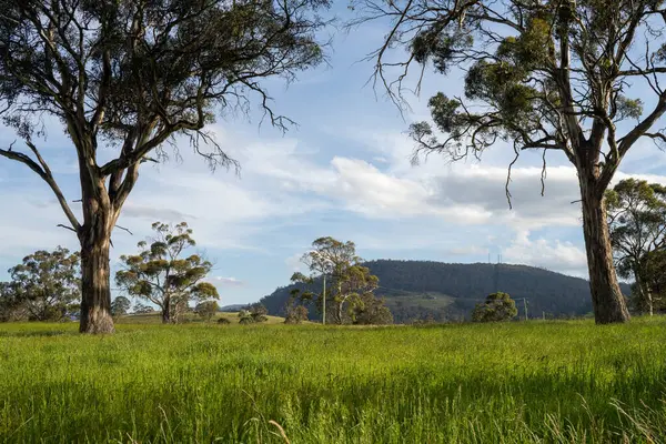 Green Pasture çiftliği sürdürülebilir tarım yapıyor Avustralya 'da yenilenebilir çiftliğin geleceği. Sağlıklı Toprak Yönetimi, Çevre Yönetimi ve Kırsal Peyzaj Gösterimi