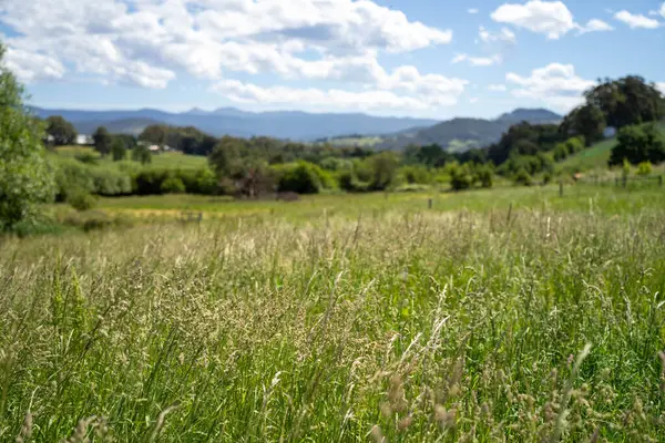 Green Pasture çiftliği sürdürülebilir tarım yapıyor Avustralya 'da yenilenebilir çiftliğin geleceği. Sağlıklı Toprak Yönetimi, Çevre Yönetimi ve Kırsal Peyzaj Gösterimi