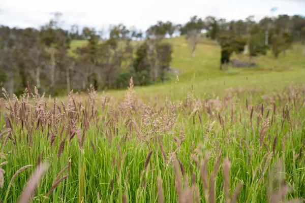 Green Pasture çiftliği sürdürülebilir tarım yapıyor Avustralya 'da yenilenebilir çiftliğin geleceği. Sağlıklı Toprak Yönetimi, Çevre Yönetimi ve Kırsal Peyzaj Gösterimi