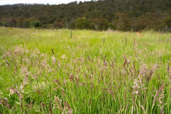 Green Pasture çiftliği sürdürülebilir tarım yapıyor Avustralya 'da yenilenebilir çiftliğin geleceği. Sağlıklı Toprak Yönetimi, Çevre Yönetimi ve Kırsal Peyzaj Gösterimi