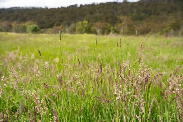 Green Pasture çiftliği sürdürülebilir tarım yapıyor Avustralya 'da yenilenebilir çiftliğin geleceği. Sağlıklı Toprak Yönetimi, Çevre Yönetimi ve Kırsal Peyzaj Gösterimi