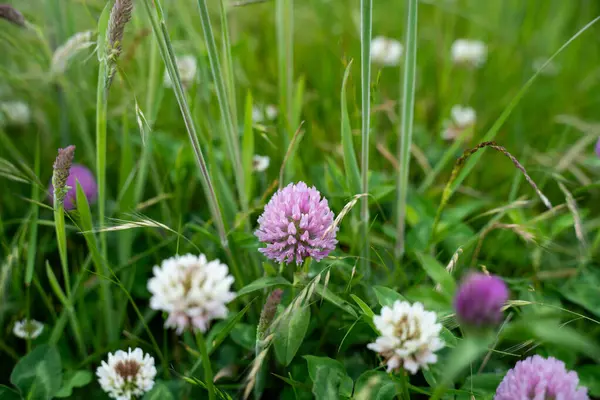 Green Pasture çiftliği sürdürülebilir tarım yapıyor Avustralya 'da yenilenebilir çiftliğin geleceği. Sağlıklı Toprak Yönetimi, Çevre Yönetimi ve Kırsal Peyzaj Gösterimi
