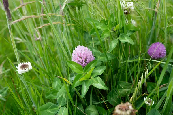Yenileyici organik çiftçi, ot dokusu örnekleri alıyor ve bir çiftlikteki bitki gelişimine bakıyor. Bir çiftlikte sürdürülebilir tarım uygulaması