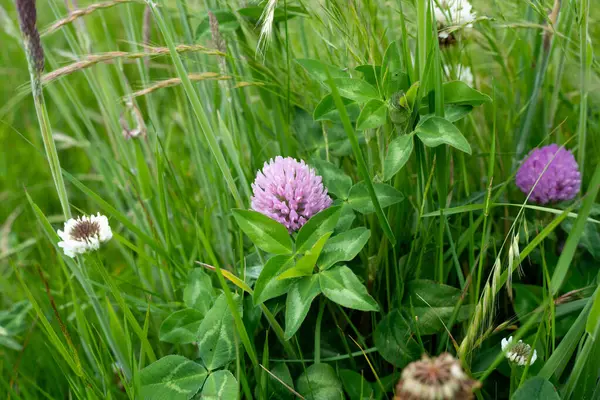 Green Pasture çiftliği sürdürülebilir tarım yapıyor Avustralya 'da yenilenebilir çiftliğin geleceği. Sağlıklı Toprak Yönetimi, Çevre Yönetimi ve Kırsal Peyzaj Gösterimi
