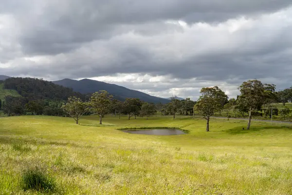 Altın Avustralya Çiftliği, yemyeşil çimleri, tarlada inekleri, sakızlı manzarası var. Geniş Kırsal Araziler ve Avustralya 'da sürdürülebilir yenilenebilir tarım için ilkbaharda