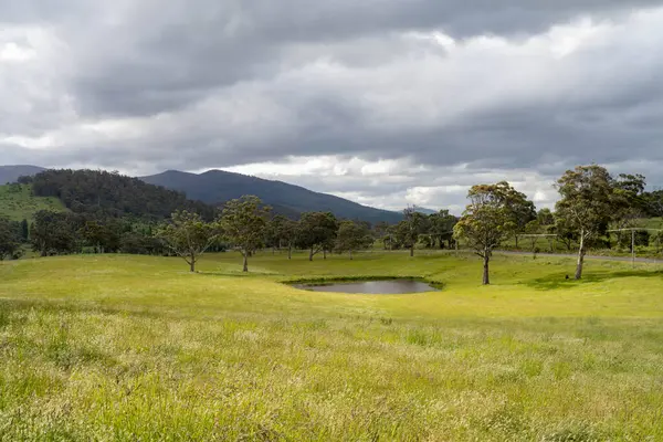 Green Pasture çiftliği sürdürülebilir tarım yapıyor Avustralya 'da yenilenebilir çiftliğin geleceği. Sağlıklı Toprak Yönetimi, Çevre Yönetimi ve Kırsal Peyzaj Gösterimi