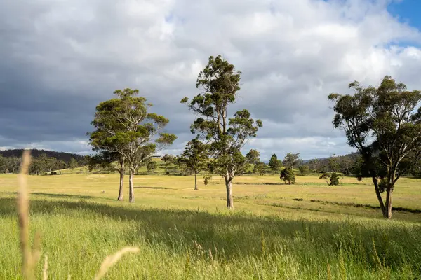 Altın Avustralya Çiftliği, yemyeşil çimleri, tarlada inekleri, sakızlı manzarası var. Geniş Kırsal Araziler ve Avustralya 'da sürdürülebilir yenilenebilir tarım için ilkbaharda