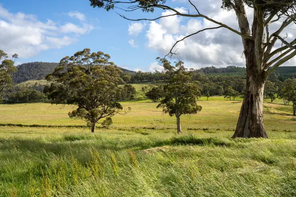 Green Pasture çiftliği sürdürülebilir tarım yapıyor Avustralya 'da yenilenebilir çiftliğin geleceği. Sağlıklı Toprak Yönetimi, Çevre Yönetimi ve Kırsal Peyzaj Gösterimi
