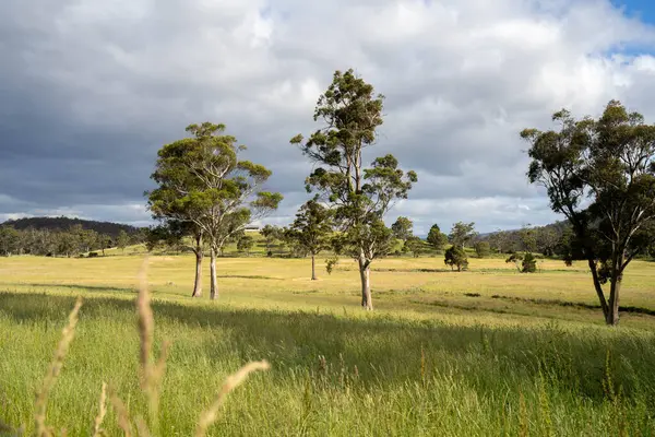 Green Pasture çiftliği sürdürülebilir tarım yapıyor Avustralya 'da yenilenebilir çiftliğin geleceği. Sağlıklı Toprak Yönetimi, Çevre Yönetimi ve Kırsal Peyzaj Gösterimi