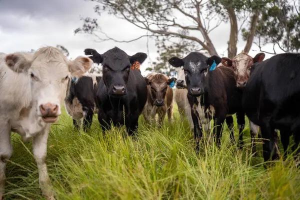 Avustralya 'daki güzel sığırlar ot yer, otlakta otlarlar. Tarımsal bir çiftlikte yetiştirilen sığır sürüsü. İlkbaharda sürdürülebilir tarım