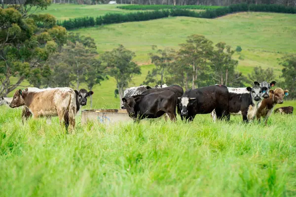 Bir tarlada ineklerle büyüyen uzun otlar, Sürdürülebilir bir Avustralya Çiftliğinde Sağlıklı Sığır Sürüsü. İlkbaharda Kırsal Tarım 'ın Yenilenme Uygulamalarını Sembolize Etmek