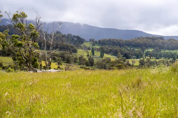 Green Pasture çiftliği sürdürülebilir tarım yapıyor Avustralya 'da yenilenebilir çiftliğin geleceği. Sağlıklı Toprak Yönetimi, Çevre Yönetimi ve Kırsal Peyzaj Gösterimi