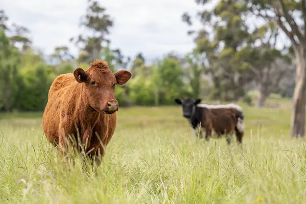 Altın Avustralya Çiftliği, yemyeşil çimleri, tarlada inekleri, sakızlı manzarası var. Geniş Kırsal Araziler ve Avustralya 'da sürdürülebilir yenilenebilir tarım için ilkbaharda