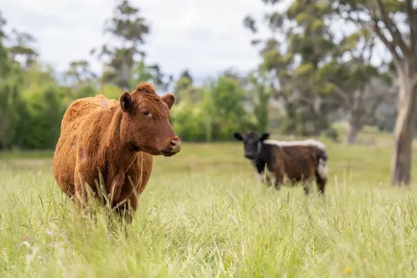 Avustralya 'daki güzel sığırlar ot yer, otlakta otlarlar. Tarımsal bir çiftlikte yetiştirilen sığır sürüsü. İlkbaharda sürdürülebilir tarım