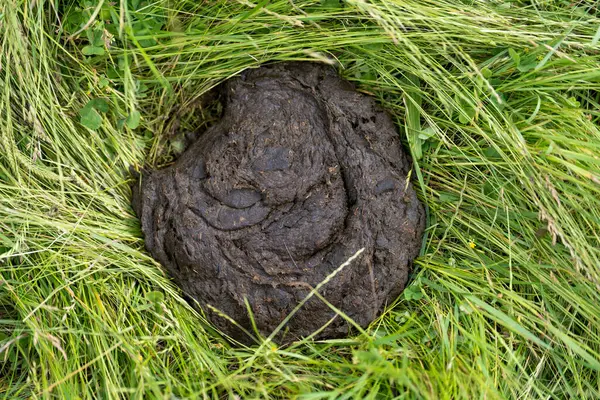 Avustralya 'da bir çiftlikteki inek gübresi. Baharda bir çayırda doğal gübre maddesi