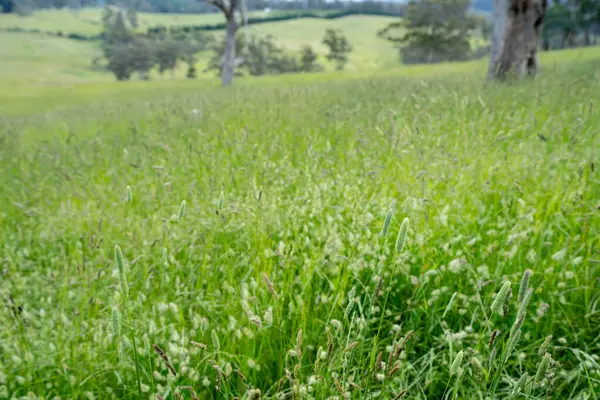 Green Pasture çiftliği sürdürülebilir tarım yapıyor Avustralya 'da yenilenebilir çiftliğin geleceği. Sağlıklı Toprak Yönetimi, Çevre Yönetimi ve Kırsal Peyzaj Gösterimi