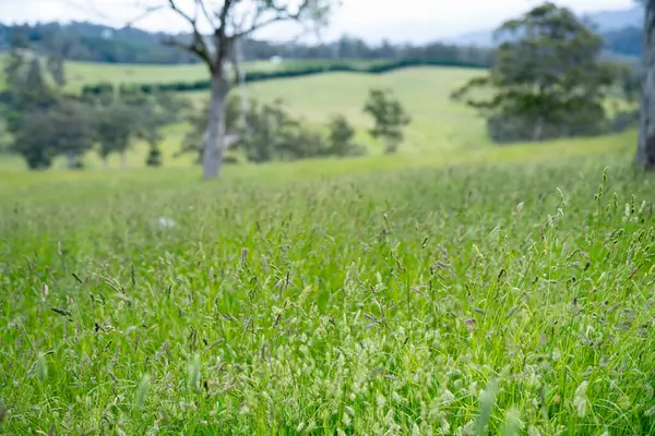 Green Pasture çiftliği sürdürülebilir tarım yapıyor Avustralya 'da yenilenebilir çiftliğin geleceği. Sağlıklı Toprak Yönetimi, Çevre Yönetimi ve Kırsal Peyzaj Gösterimi