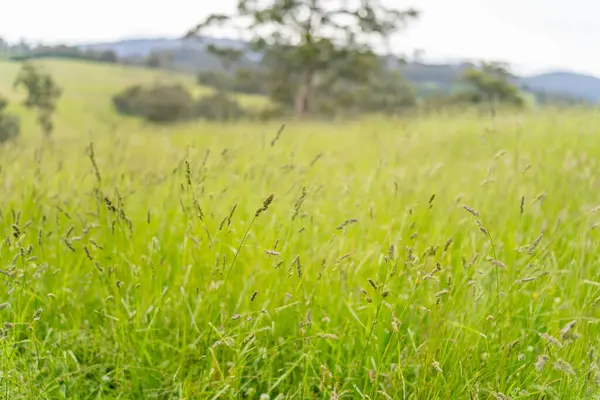 Green Pasture çiftliği sürdürülebilir tarım yapıyor Avustralya 'da yenilenebilir çiftliğin geleceği. Sağlıklı Toprak Yönetimi, Çevre Yönetimi ve Kırsal Peyzaj Gösterimi