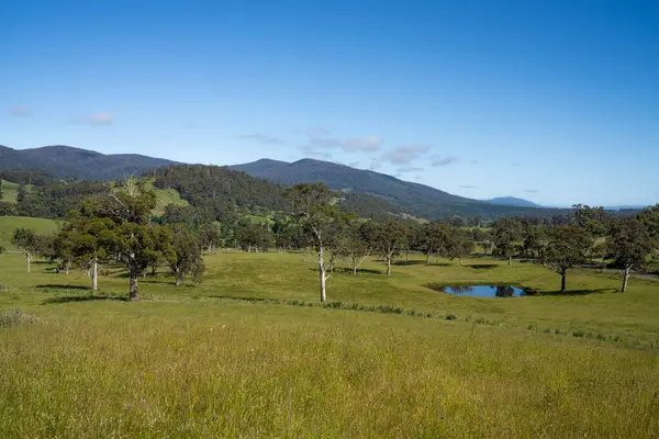 Avustralya 'daki güzel sığırlar ot yer, otlakta otlarlar. Tarımsal bir çiftlikte yetiştirilen sığır sürüsü. İlkbaharda sürdürülebilir tarım