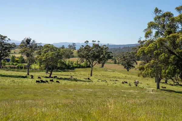 Bir tarlada ineklerle büyüyen uzun otlar, Sürdürülebilir bir Avustralya Çiftliğinde Sağlıklı Sığır Sürüsü. İlkbaharda Kırsal Tarım 'ın Yenilenme Uygulamalarını Sembolize Etmek