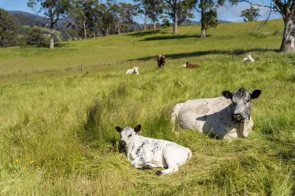 Avustralya 'daki güzel sığırlar ot yer, otlakta otlarlar. Tarımsal bir çiftlikte yetiştirilen sığır sürüsü. İlkbaharda sürdürülebilir tarım