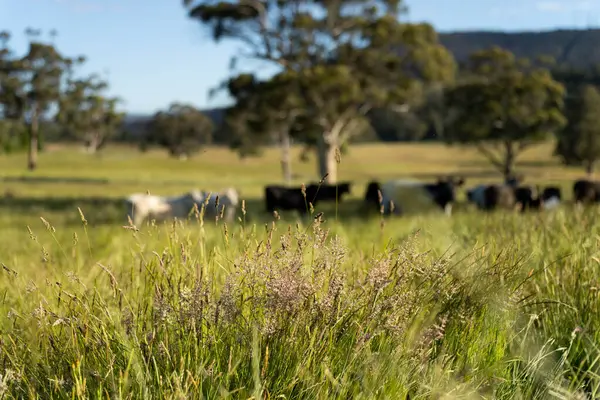 Bir tarlada ineklerle büyüyen uzun otlar, Sürdürülebilir bir Avustralya Çiftliğinde Sağlıklı Sığır Sürüsü. İlkbaharda Kırsal Tarım 'ın Yenilenme Uygulamalarını Sembolize Etmek