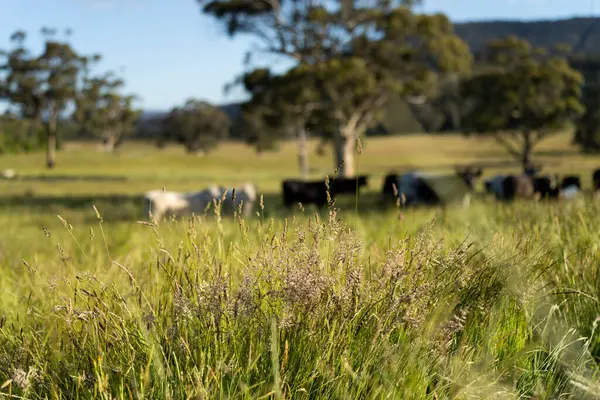 Bir tarlada ineklerle büyüyen uzun otlar, Sürdürülebilir bir Avustralya Çiftliğinde Sağlıklı Sığır Sürüsü. İlkbaharda Kırsal Tarım 'ın Yenilenme Uygulamalarını Sembolize Etmek