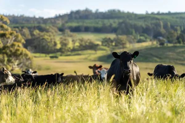 Bir tarlada ineklerle büyüyen uzun otlar, Sürdürülebilir bir Avustralya Çiftliğinde Sağlıklı Sığır Sürüsü. İlkbaharda Kırsal Tarım 'ın Yenilenme Uygulamalarını Sembolize Etmek