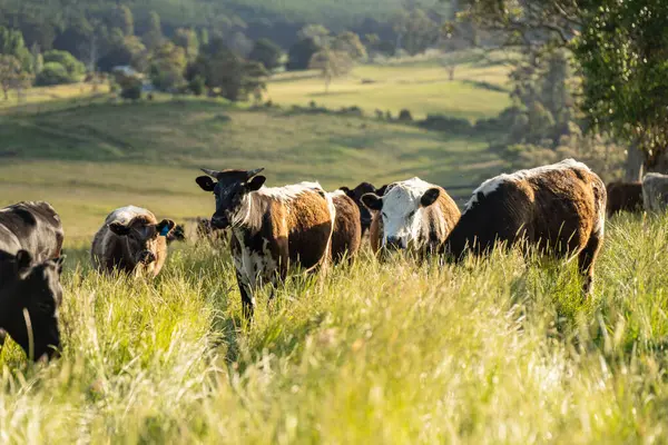 Bir tarlada ineklerle büyüyen uzun otlar, Sürdürülebilir bir Avustralya Çiftliğinde Sağlıklı Sığır Sürüsü. İlkbaharda Kırsal Tarım 'ın Yenilenme Uygulamalarını Sembolize Etmek