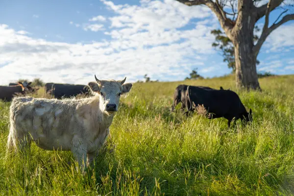 Bir tarlada ineklerle büyüyen uzun otlar, Sürdürülebilir bir Avustralya Çiftliğinde Sağlıklı Sığır Sürüsü. İlkbaharda Kırsal Tarım 'ın Yenilenme Uygulamalarını Sembolize Etmek