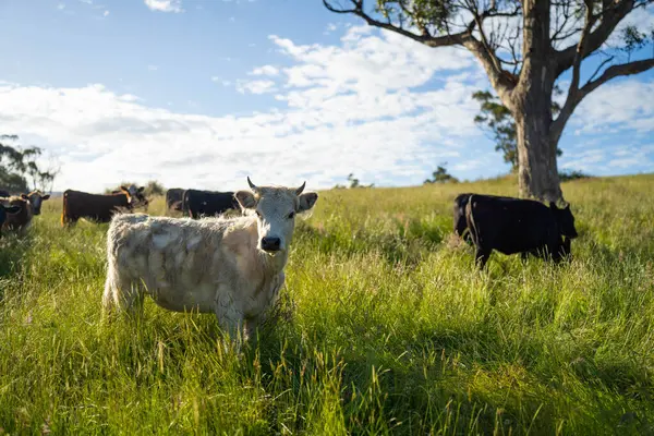 Bir tarlada ineklerle büyüyen uzun otlar, Sürdürülebilir bir Avustralya Çiftliğinde Sağlıklı Sığır Sürüsü. İlkbaharda Kırsal Tarım 'ın Yenilenme Uygulamalarını Sembolize Etmek