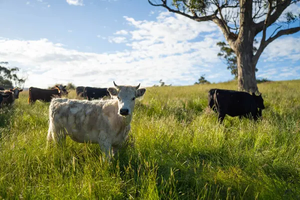 Avustralya 'daki güzel sığırlar ot yer, otlakta otlarlar. Tarımsal bir çiftlikte yetiştirilen sığır sürüsü. İlkbaharda sürdürülebilir tarım
