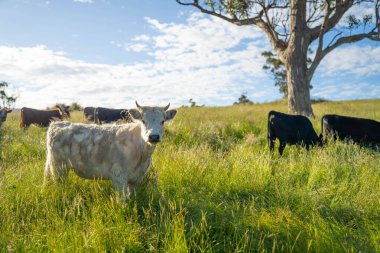 Bir tarlada ineklerle büyüyen uzun otlar, Sürdürülebilir bir Avustralya Çiftliğinde Sağlıklı Sığır Sürüsü. İlkbaharda Kırsal Tarım 'ın Yenilenme Uygulamalarını Sembolize Etmek
