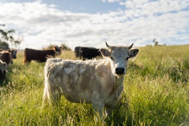 Avustralya 'daki güzel sığırlar ot yer, otlakta otlarlar. Tarımsal bir çiftlikte yetiştirilen sığır sürüsü. İlkbaharda sürdürülebilir tarım