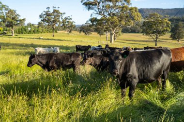 Bir tarlada ineklerle büyüyen uzun otlar, Sürdürülebilir bir Avustralya Çiftliğinde Sağlıklı Sığır Sürüsü. İlkbaharda Kırsal Tarım 'ın Yenilenme Uygulamalarını Sembolize Etmek
