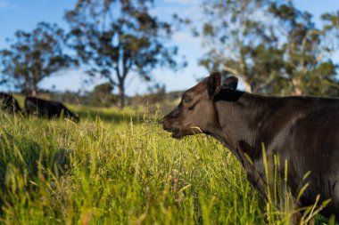 Avustralya 'daki güzel sığırlar ot yer, otlakta otlarlar. Tarımsal bir çiftlikte yetiştirilen sığır sürüsü. İlkbaharda sürdürülebilir tarım