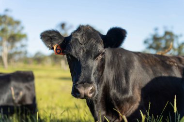 Bir tarlada ineklerle büyüyen uzun otlar, Sürdürülebilir bir Avustralya Çiftliğinde Sağlıklı Sığır Sürüsü. İlkbaharda Kırsal Tarım 'ın Yenilenme Uygulamalarını Sembolize Etmek