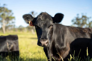 Avustralya 'daki güzel sığırlar ot yer, otlakta otlarlar. Tarımsal bir çiftlikte yetiştirilen sığır sürüsü. İlkbaharda sürdürülebilir tarım
