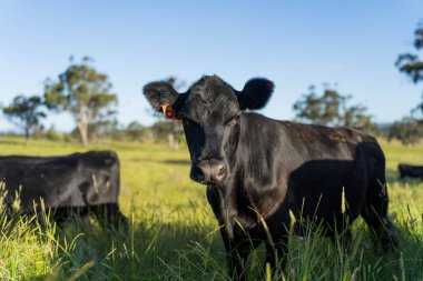 Avustralya 'daki güzel sığırlar ot yer, otlakta otlarlar. Tarımsal bir çiftlikte yetiştirilen sığır sürüsü. İlkbaharda sürdürülebilir tarım