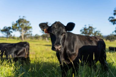 Avustralya 'daki güzel sığırlar ot yer, otlakta otlarlar. Tarımsal bir çiftlikte yetiştirilen sığır sürüsü. İlkbaharda sürdürülebilir tarım