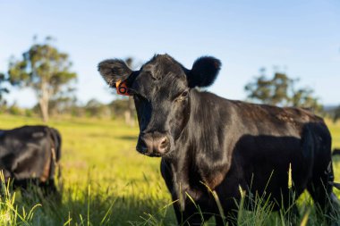 Bir tarlada ineklerle büyüyen uzun otlar, Sürdürülebilir bir Avustralya Çiftliğinde Sağlıklı Sığır Sürüsü. İlkbaharda Kırsal Tarım 'ın Yenilenme Uygulamalarını Sembolize Etmek