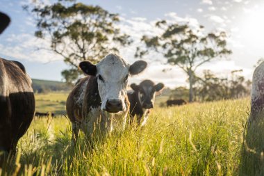 Altın Avustralya Çiftliği, yemyeşil çimleri, tarlada inekleri, sakızlı manzarası var. Geniş Kırsal Araziler ve Avustralya 'da sürdürülebilir yenilenebilir tarım için ilkbaharda