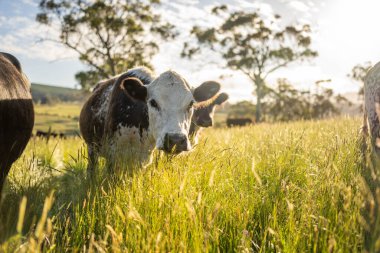 Bir tarlada ineklerle büyüyen uzun otlar, Sürdürülebilir bir Avustralya Çiftliğinde Sağlıklı Sığır Sürüsü. İlkbaharda Kırsal Tarım 'ın Yenilenme Uygulamalarını Sembolize Etmek