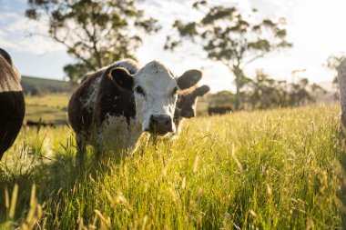 Green Pasture çiftliği sürdürülebilir tarım yapıyor Avustralya 'da yenilenebilir çiftliğin geleceği. Sağlıklı Toprak Yönetimi, Çevre Yönetimi ve Kırsal Peyzaj Gösterimi
