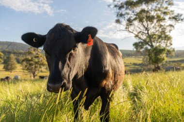 Bir tarlada ineklerle büyüyen uzun otlar, Sürdürülebilir bir Avustralya Çiftliğinde Sağlıklı Sığır Sürüsü. İlkbaharda Kırsal Tarım 'ın Yenilenme Uygulamalarını Sembolize Etmek