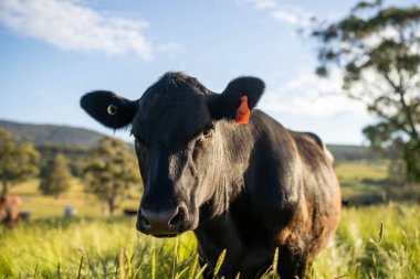Bir tarlada ineklerle büyüyen uzun otlar, Sürdürülebilir bir Avustralya Çiftliğinde Sağlıklı Sığır Sürüsü. İlkbaharda Kırsal Tarım 'ın Yenilenme Uygulamalarını Sembolize Etmek