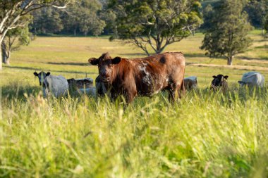 Altın Avustralya Çiftliği, yemyeşil çimleri, tarlada inekleri, sakızlı manzarası var. Geniş Kırsal Araziler ve Avustralya 'da sürdürülebilir yenilenebilir tarım için ilkbaharda