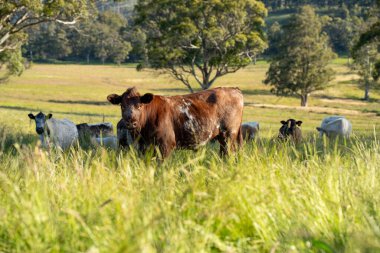 Bir tarlada ineklerle büyüyen uzun otlar, Sürdürülebilir bir Avustralya Çiftliğinde Sağlıklı Sığır Sürüsü. İlkbaharda Kırsal Tarım 'ın Yenilenme Uygulamalarını Sembolize Etmek